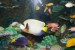 Madarsko-Budapest-Tropicarium-Ryby-2984.jpg